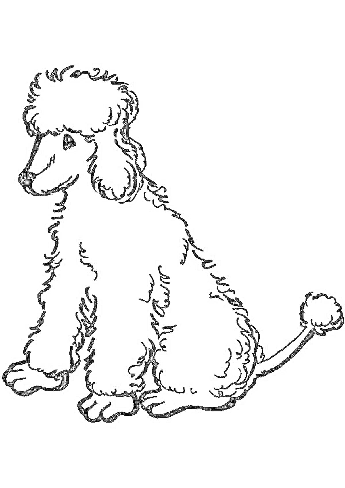 На раскраске изображено: Пудель, Собака, Пушистые уши, Пушистый хвост, Уши
