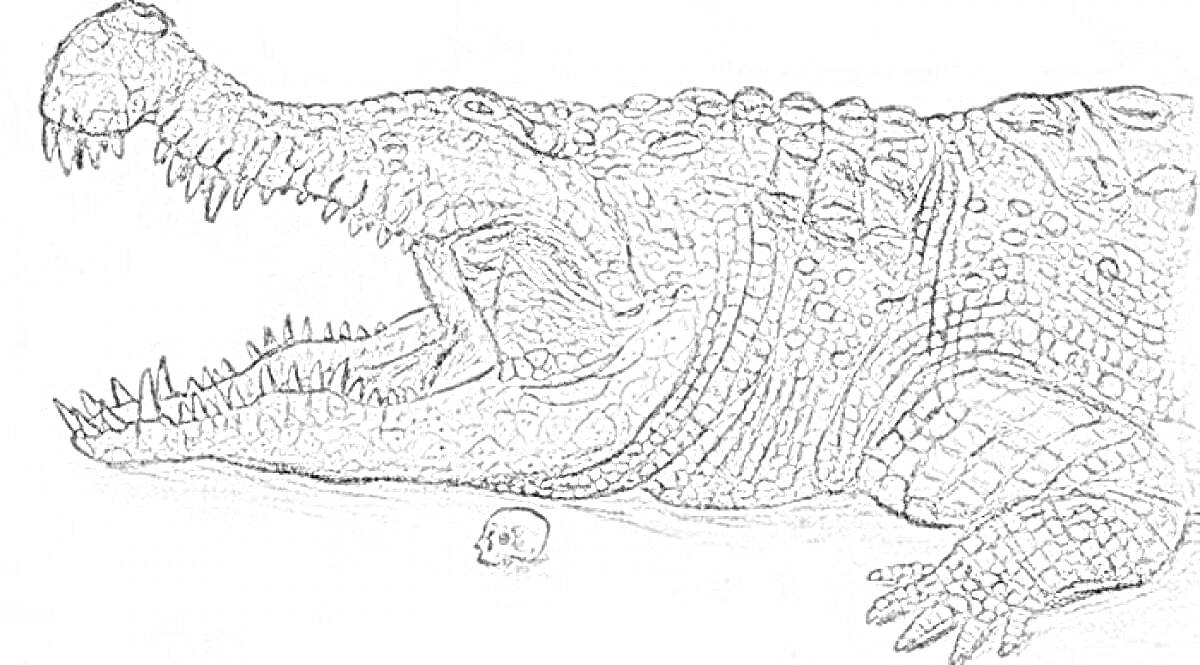 На раскраске изображено: Саркозух, Крокодил, Череп, Пасть, Зубы