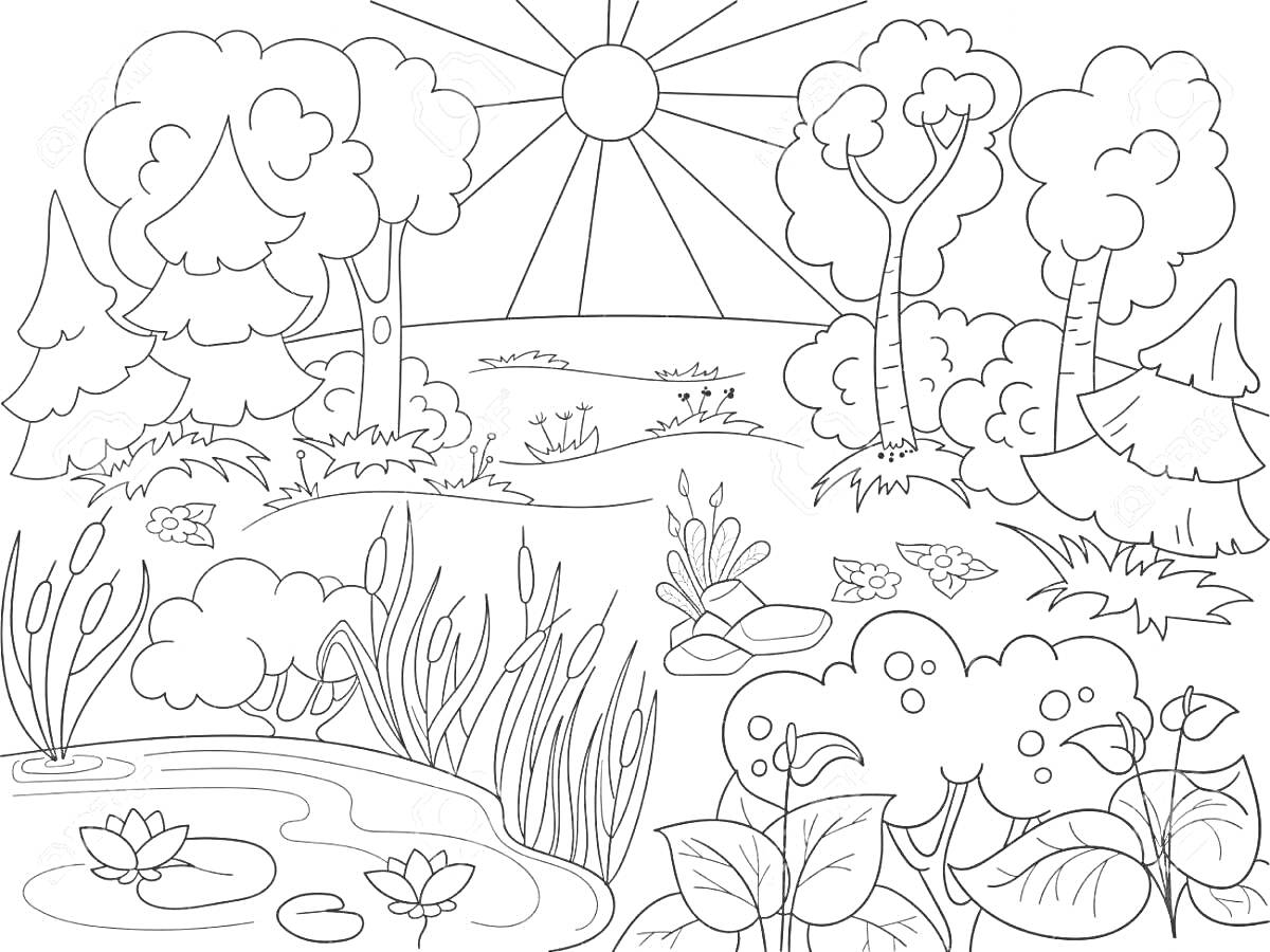 На раскраске изображено: Природа, Лес, Деревья, Солнце, Пруд, Лилии, Кусты, Цветы, Трава, Озеро, Растения, 6 лет, 7 лет