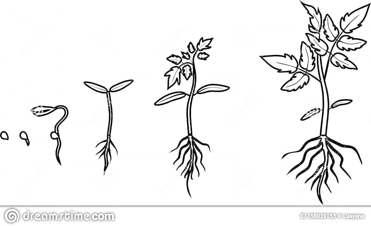 Раскраска Этапы роста растения с семенами, побегами, листьями и корнями