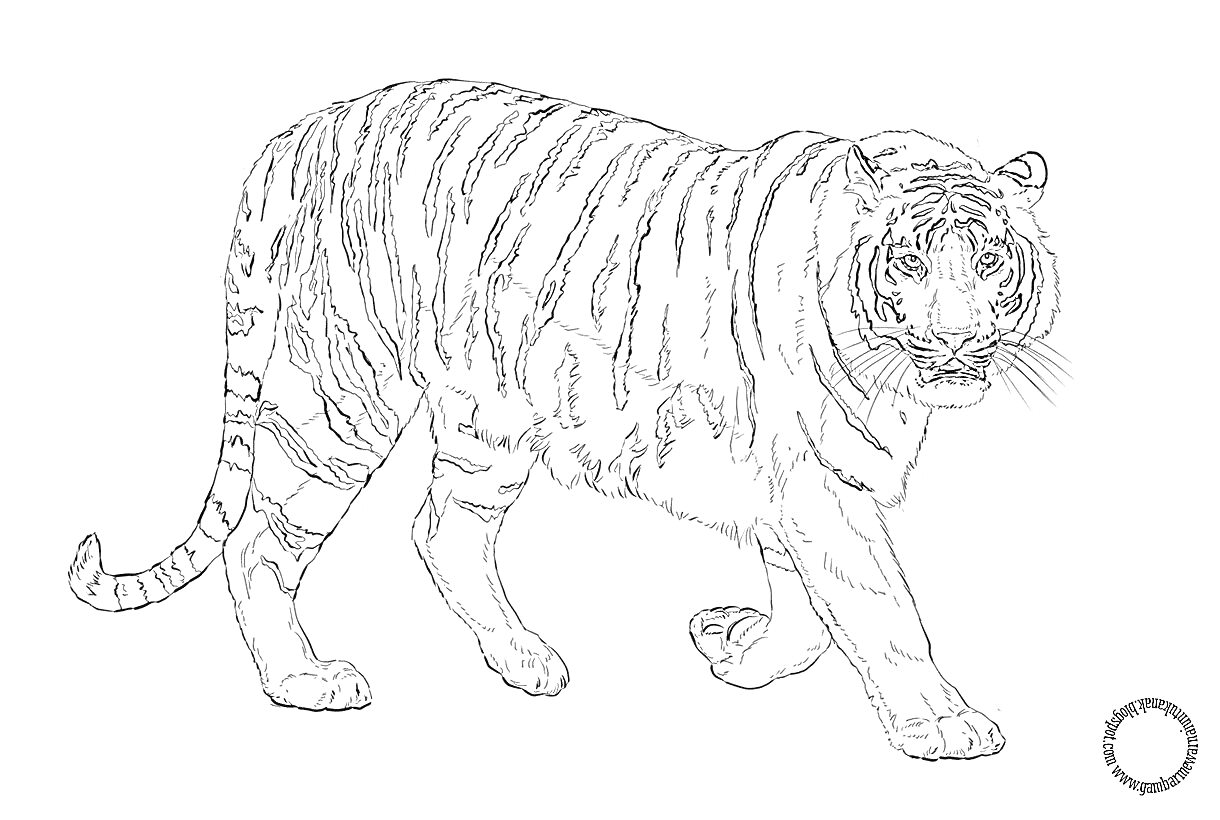 На раскраске изображено: Амурский тигр, Красная книга, Тигр, Природа, Полосы, Арт