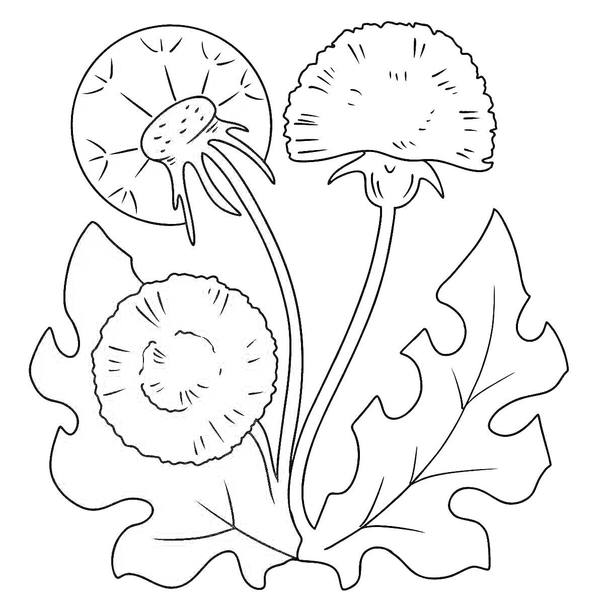 Раскраска Одуванчик с семенами, цветком и листьями