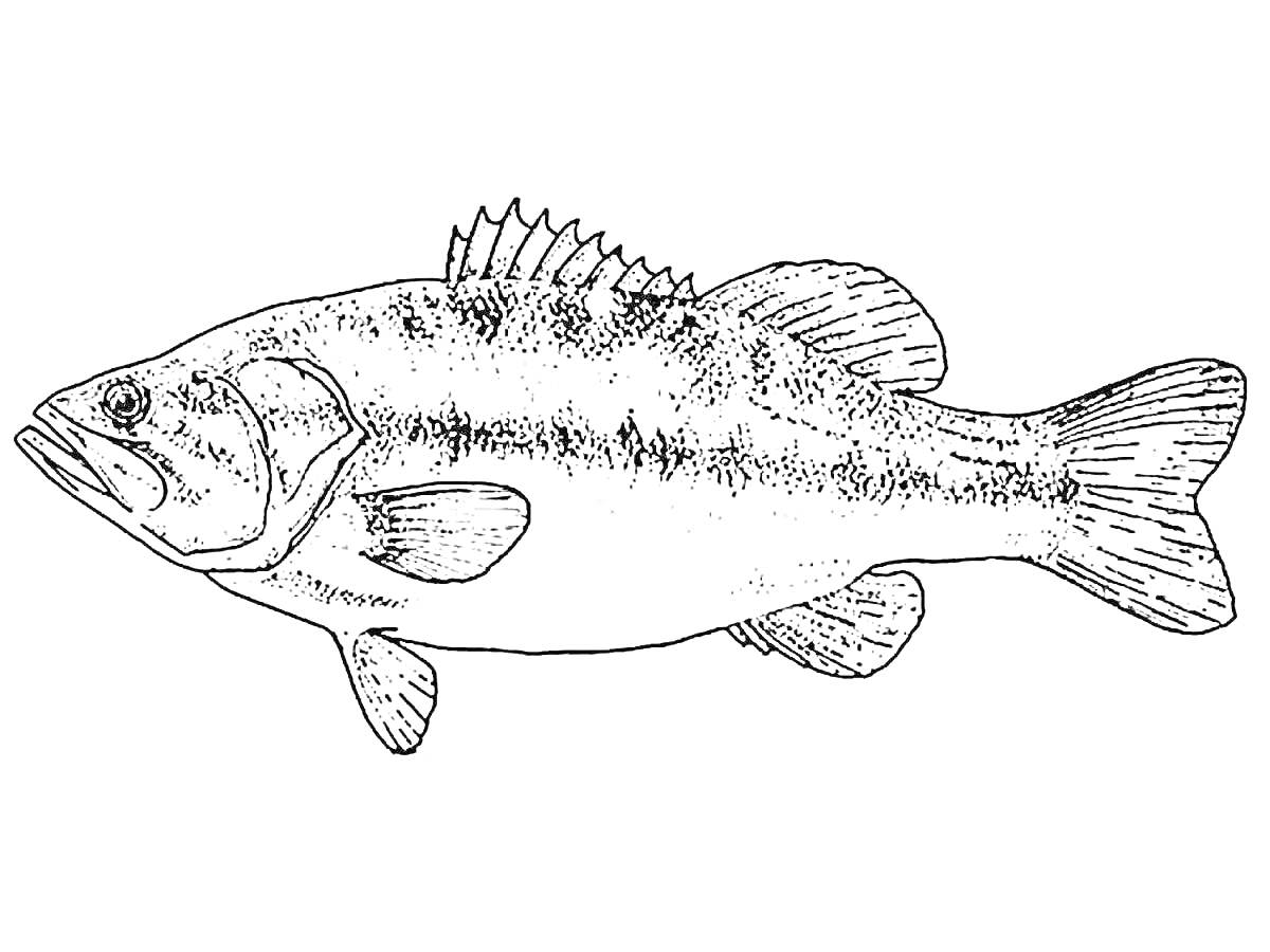 Раскраска Раскраска с изображением судака