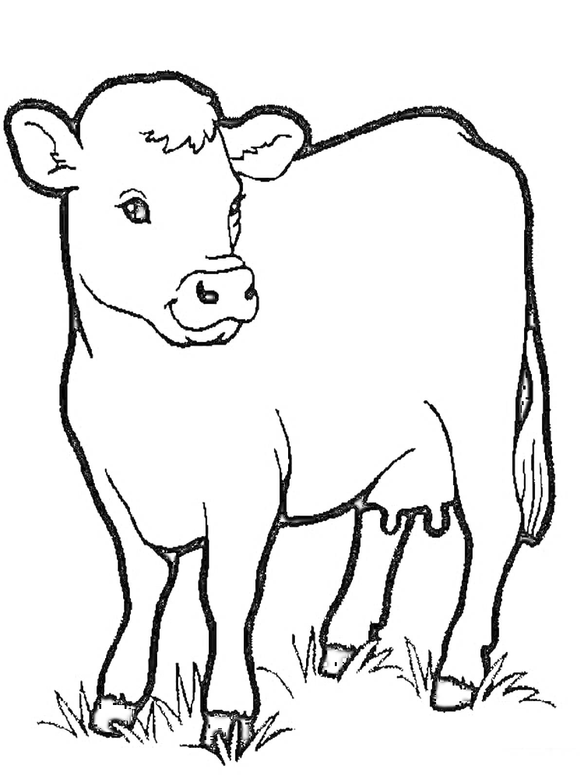 На раскраске изображено: Корова, Домашние животные, Трава, Ферма, Теленок, Для детей, Животные