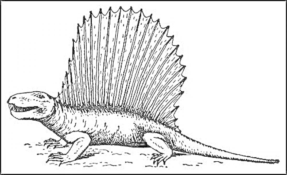 Раскраска Диметродон с парусообразным гребнем