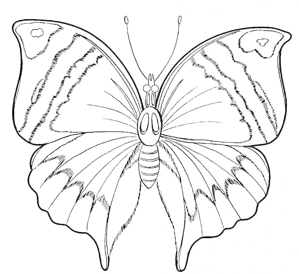 Раскраска Красивая бабочка с узором на крыльях
