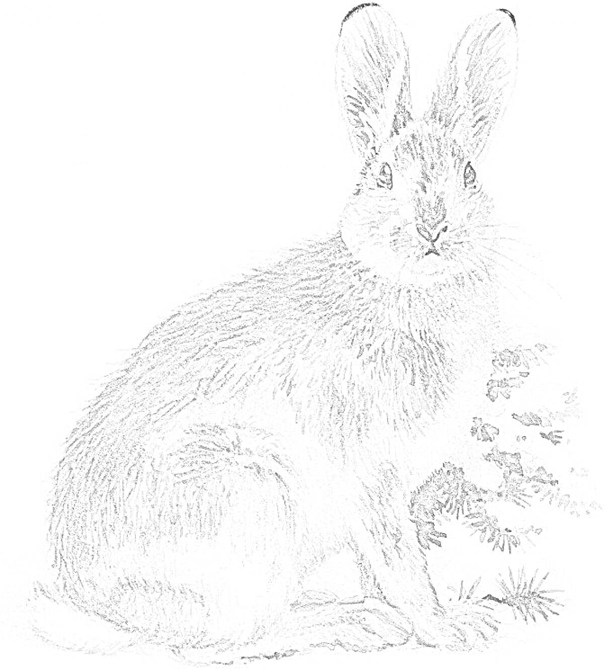 Раскраска Кролик рядом с растительностью