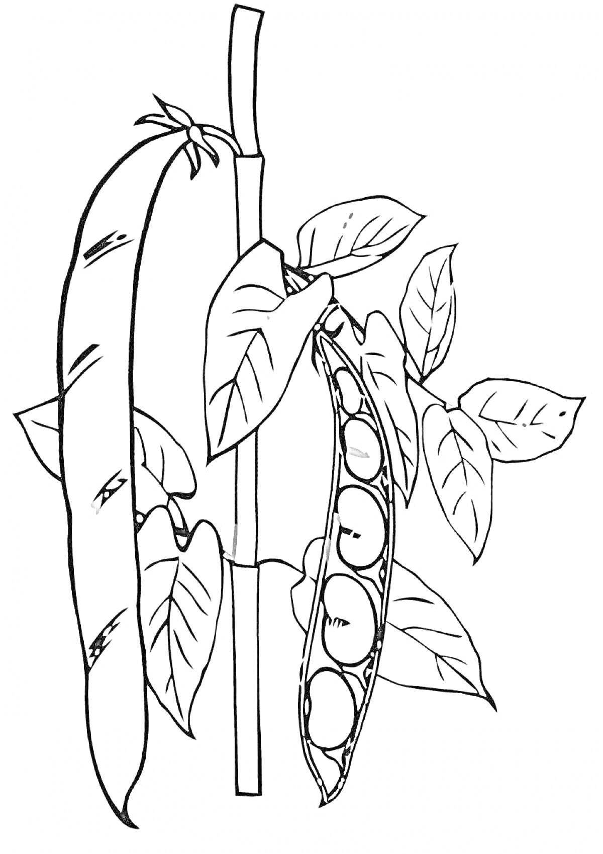 Раскраска Стручки гороха на ветке с листьями