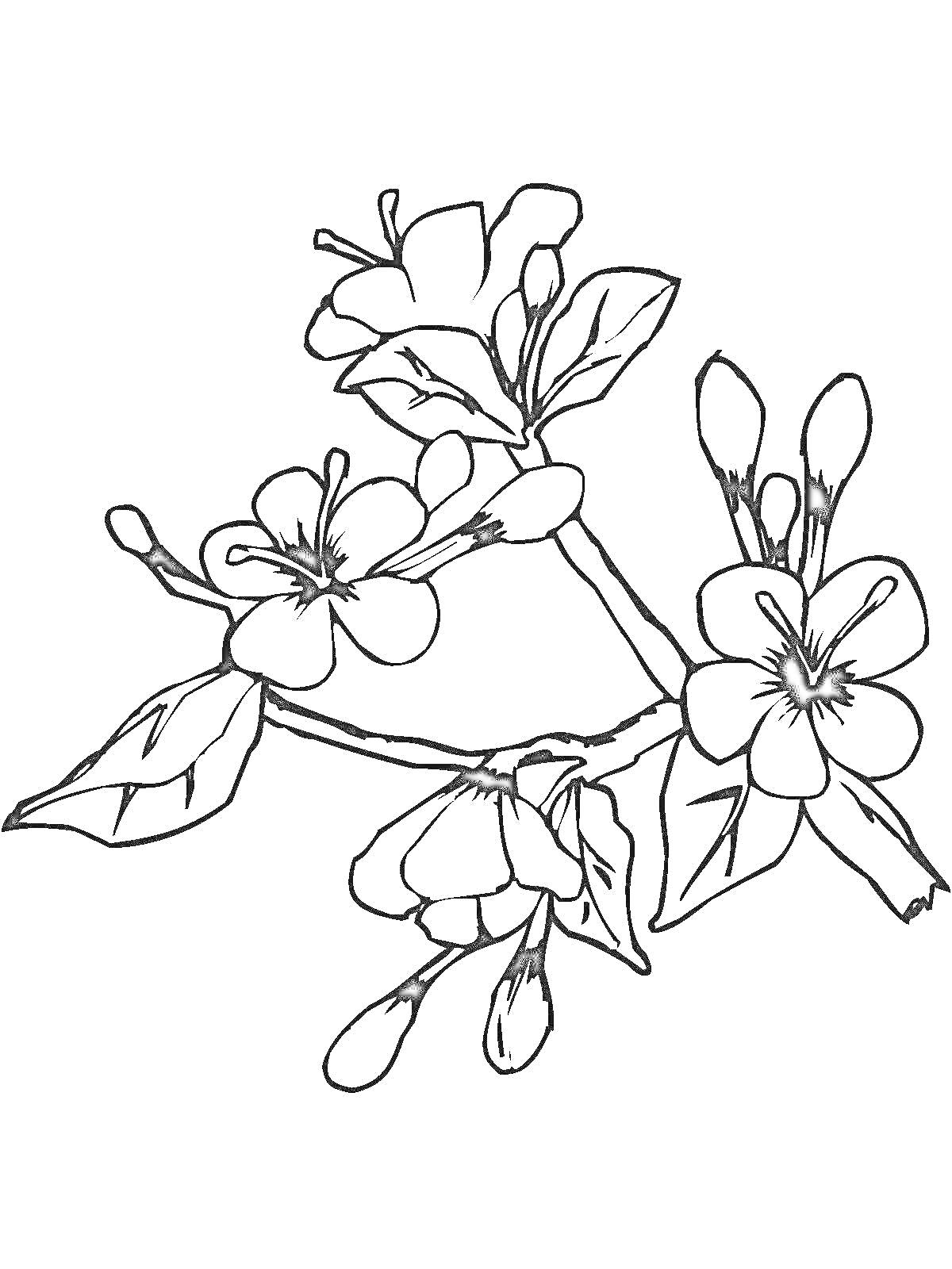 Раскраска Ветвь сакуры с цветами и листьями