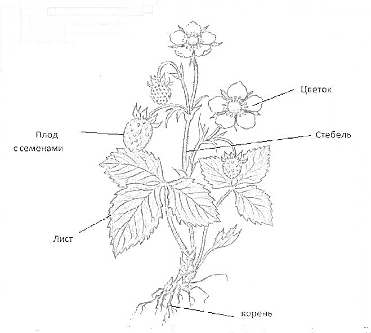 Раскраска Части растения: плод с семенами, лист, корень, стебель, цветок