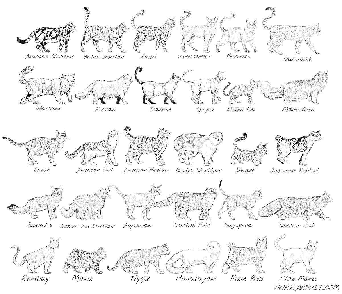 Породы кошек (American Shorthair, Bengal Spotted, Persian, Siamese, Balinese, Sphynx, Savannah, Abyssinian, Norwegian Forest, Himalayan, African Cat, Devon Rex, Maine Coon, Burmese Cat, British Shorthair, Scottish Fold, Turkish Van, Manx, Egyptian Mau, Ra