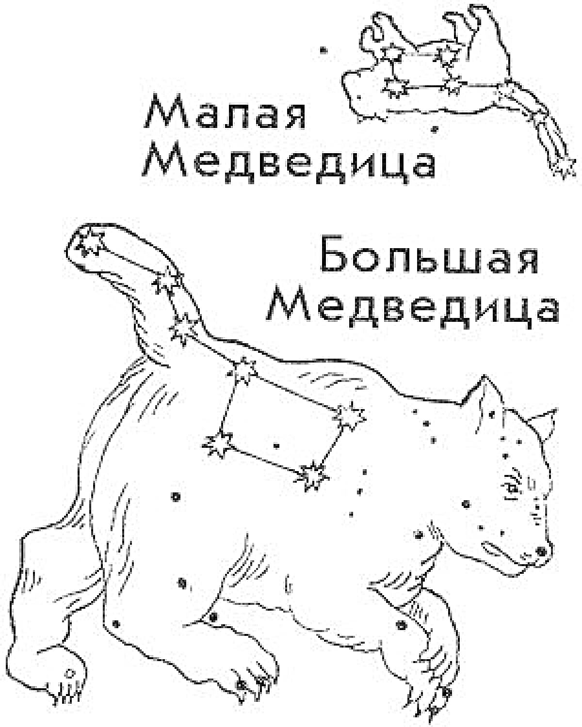 На раскраске изображено: Малая Медведица, Большая Медведица, Созвездие, Звезды, Полярная звезда, Астрономия, Медведь