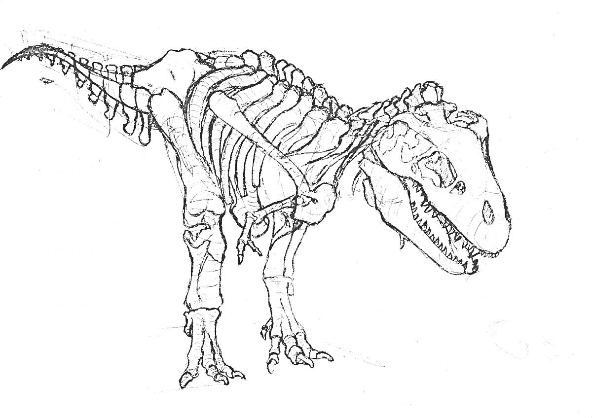 Раскраска Скелет динозавра, стоящий на лапах, с видимыми костями головы, туловища, хвоста и конечностей