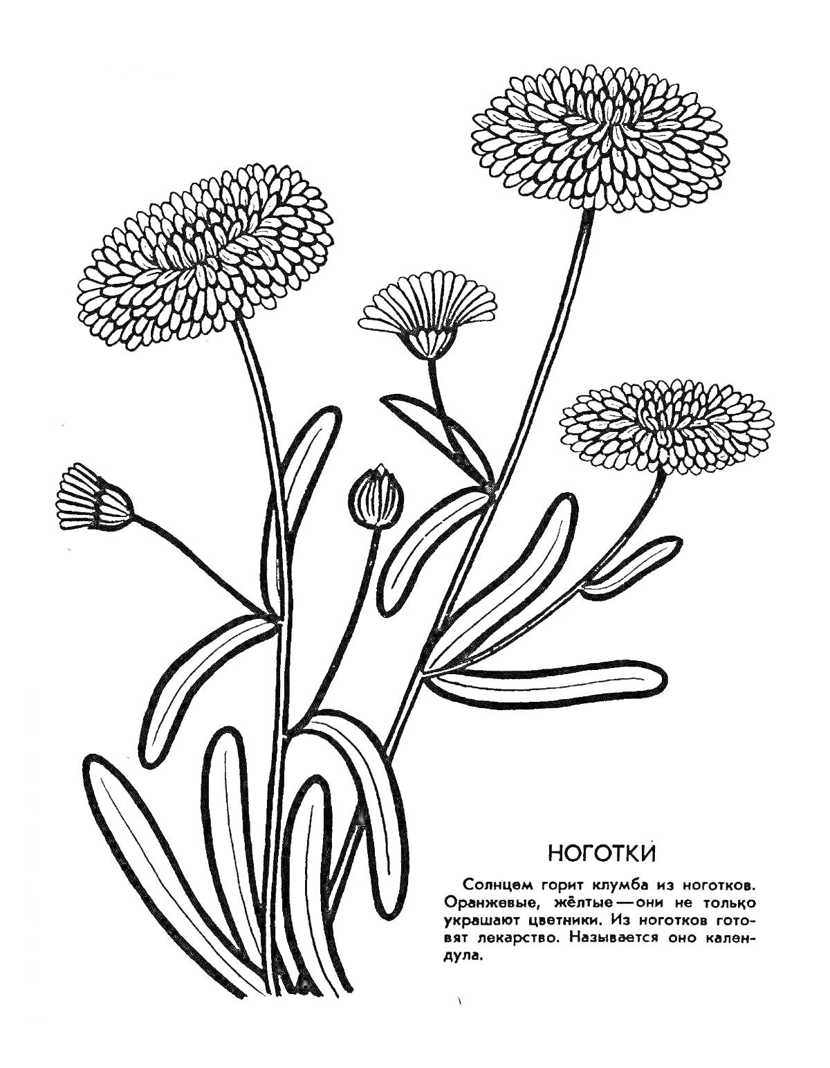 На раскраске изображено: Цветы, Лекарственные растения, Ботаника