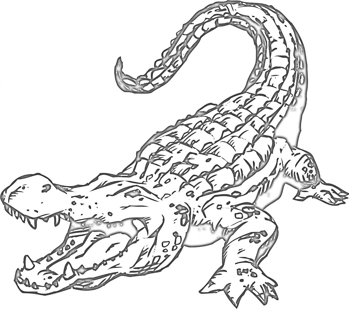 На раскраске изображено: Крокодил, Рептилии, Природа, Открытая пасть, Для детей, Животные
