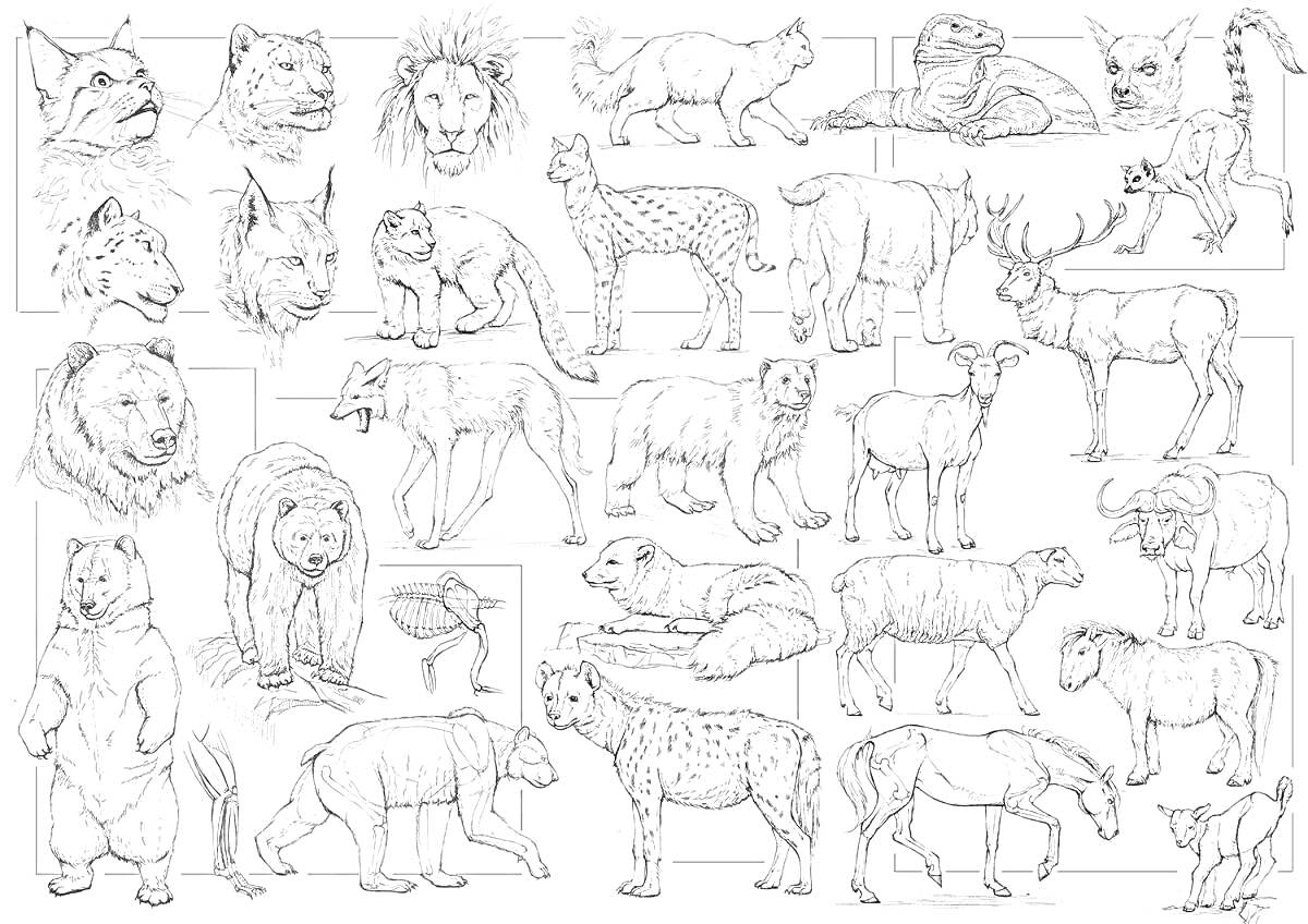 На раскраске изображено: Животные, Львы, Волк, Рысь, Медведь, Олень, Лошадь, Пантера, Гепард, Верблюд