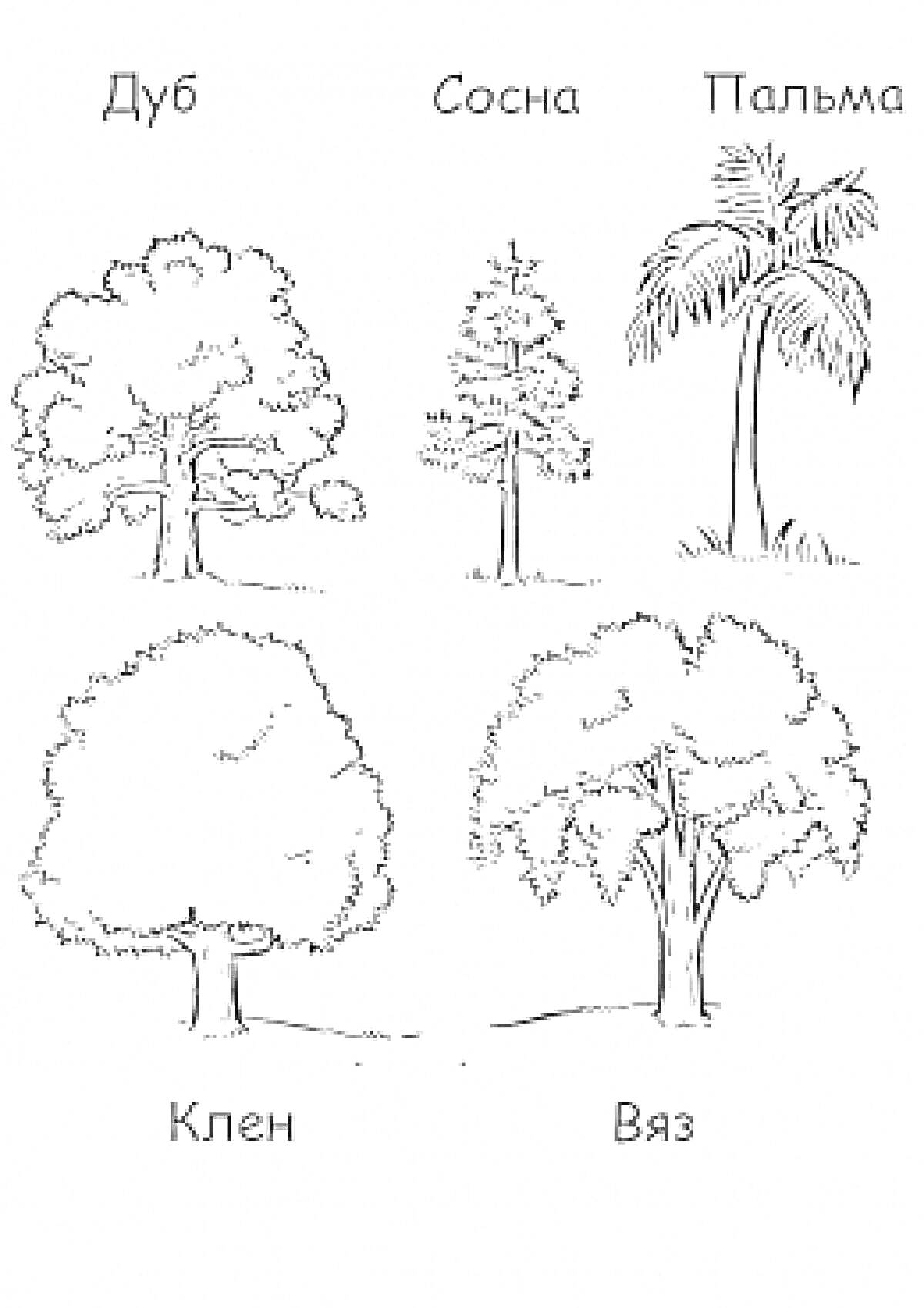 На раскраске изображено: Деревья, Дуб, Сосна, Клен, Природа, Ботаника, Пальмы