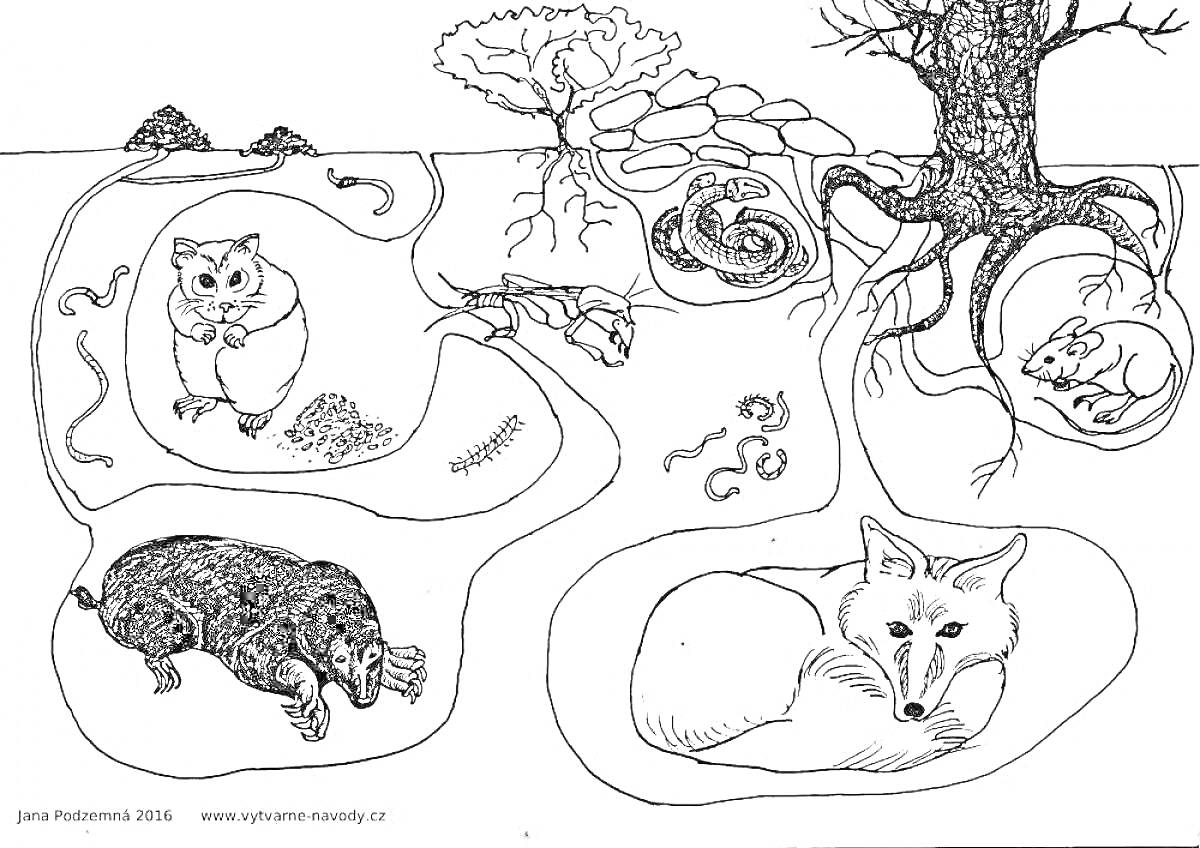 На раскраске изображено: Зима, Звери, Медведь, Еж, Мышь, Червь, Жаба, Крот