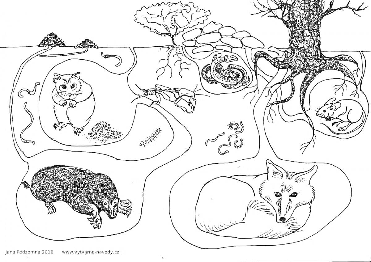 Раскраска под землей зимуют медведь, лисица, еж, мышь, змея, червь, жаба, крот