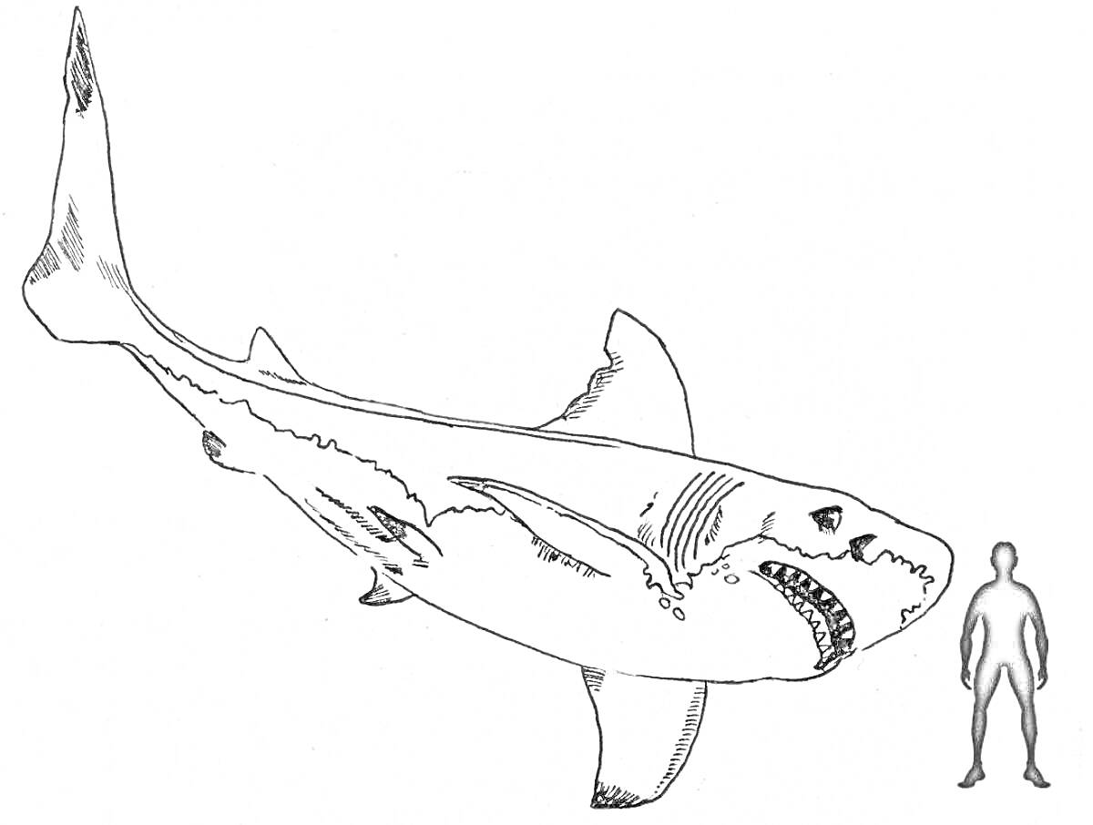 На раскраске изображено: Мегалодон, Человек, Сравнение размеров, Древние животные, Морская жизнь