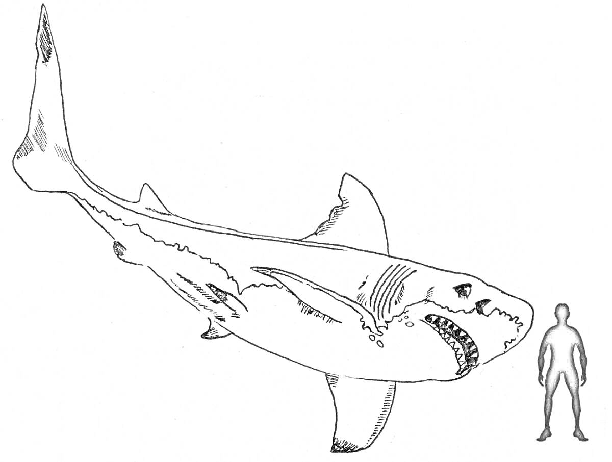 Раскраска Мегалодон рядом с человеком