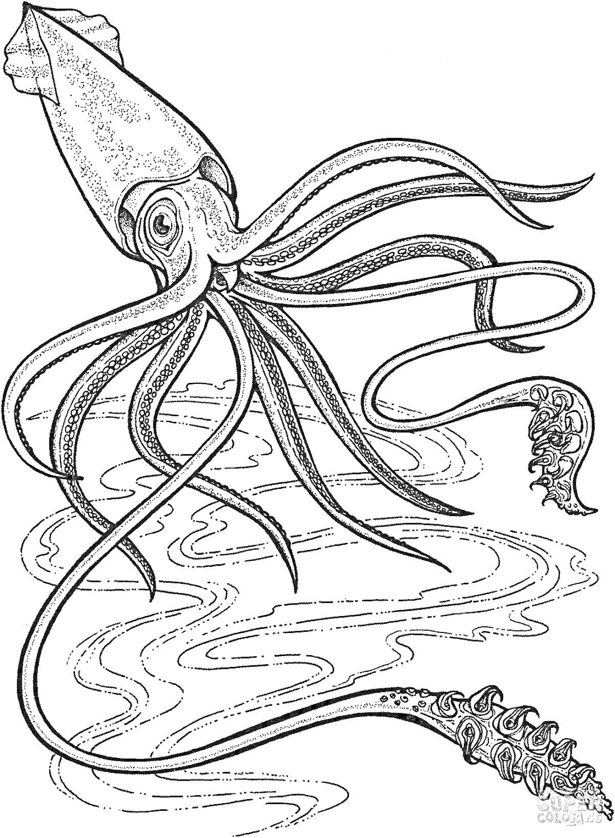 На раскраске изображено: Гигантский кальмар, Кальмар, Щупальца, Море, Водные животные