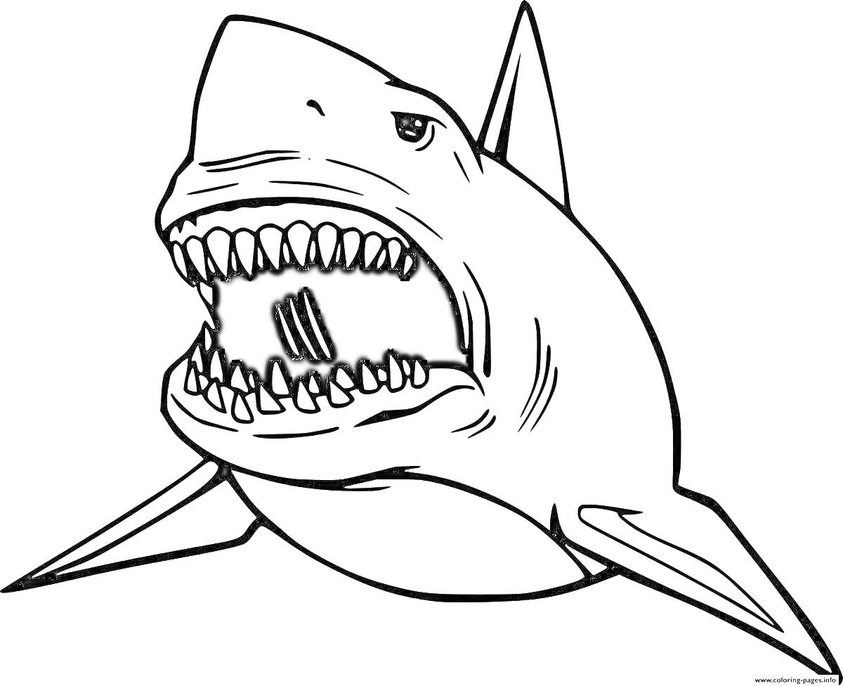 На раскраске изображено: Мегалодон, Пасть, Зубы, Морская жизнь, Акулы, Океаны