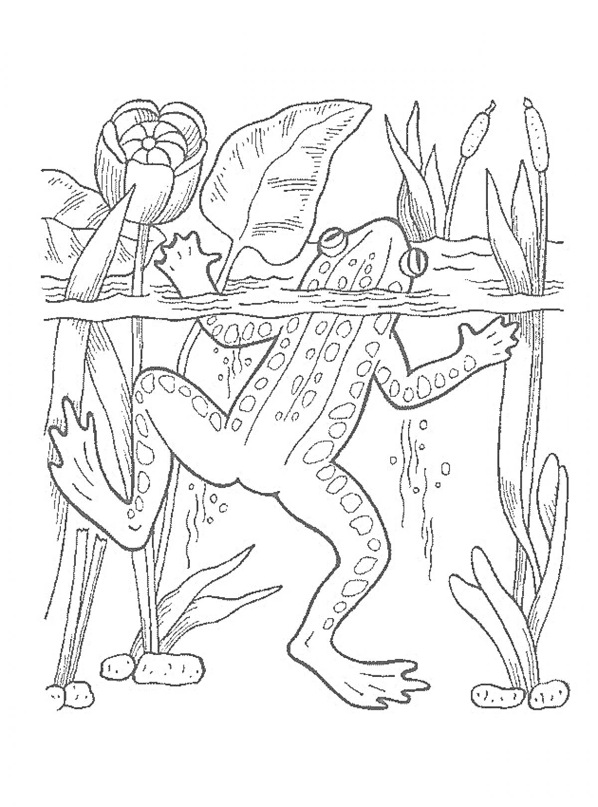Раскраска Лягушка под водой среди кувшинок и тростника