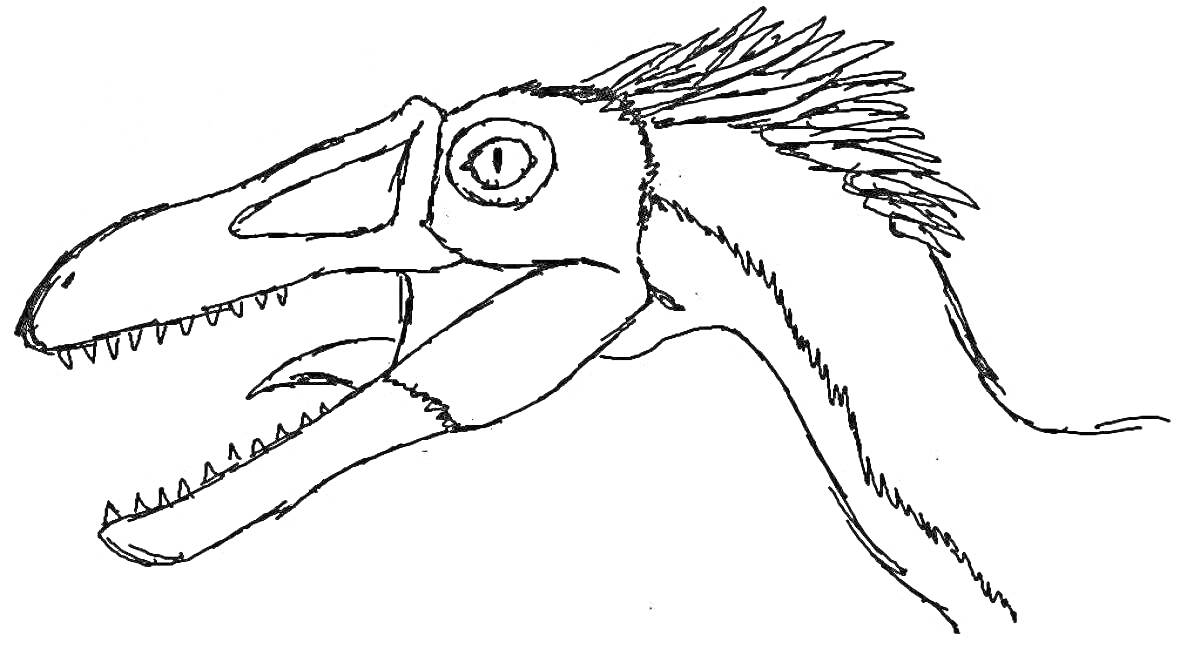 Раскраска Рисунок головы раптора с раскрытой пастью и острыми зубами
