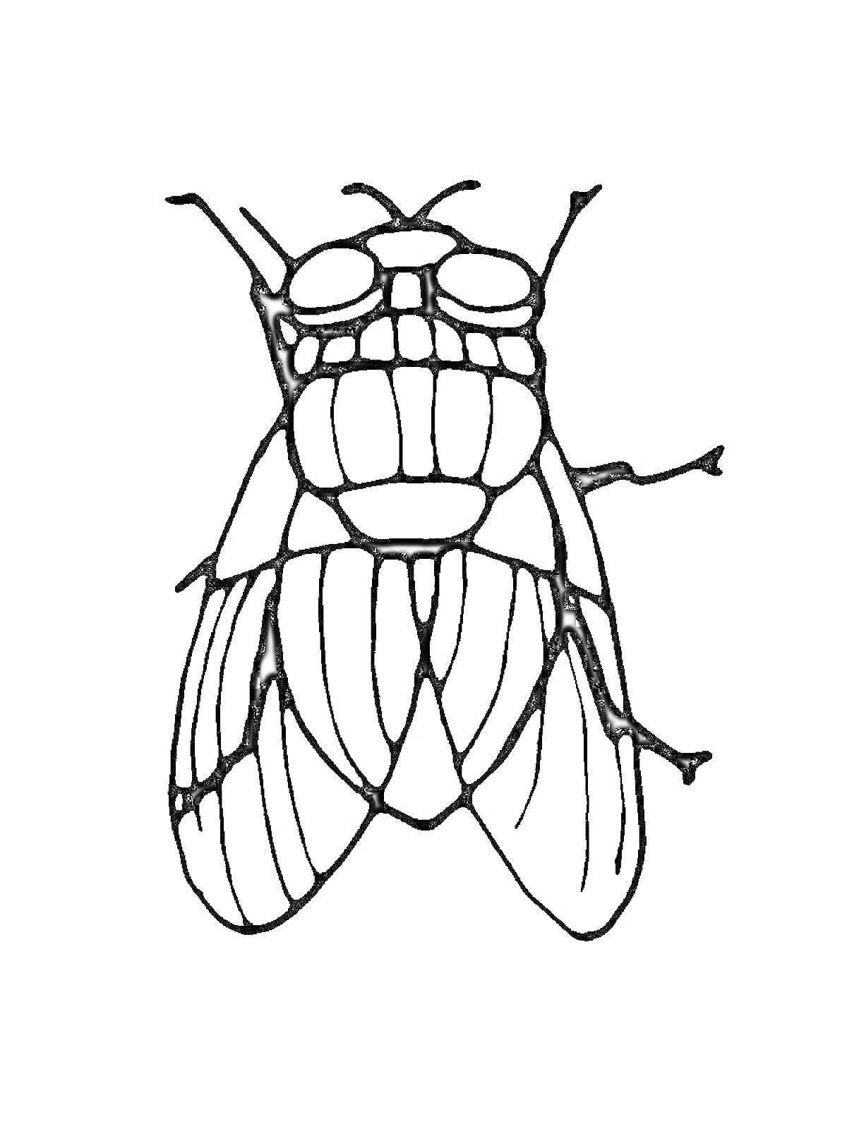 На раскраске изображено: Муха, Насекомое, Для детей, Крылья, Глаза, 3-4 года, Природа