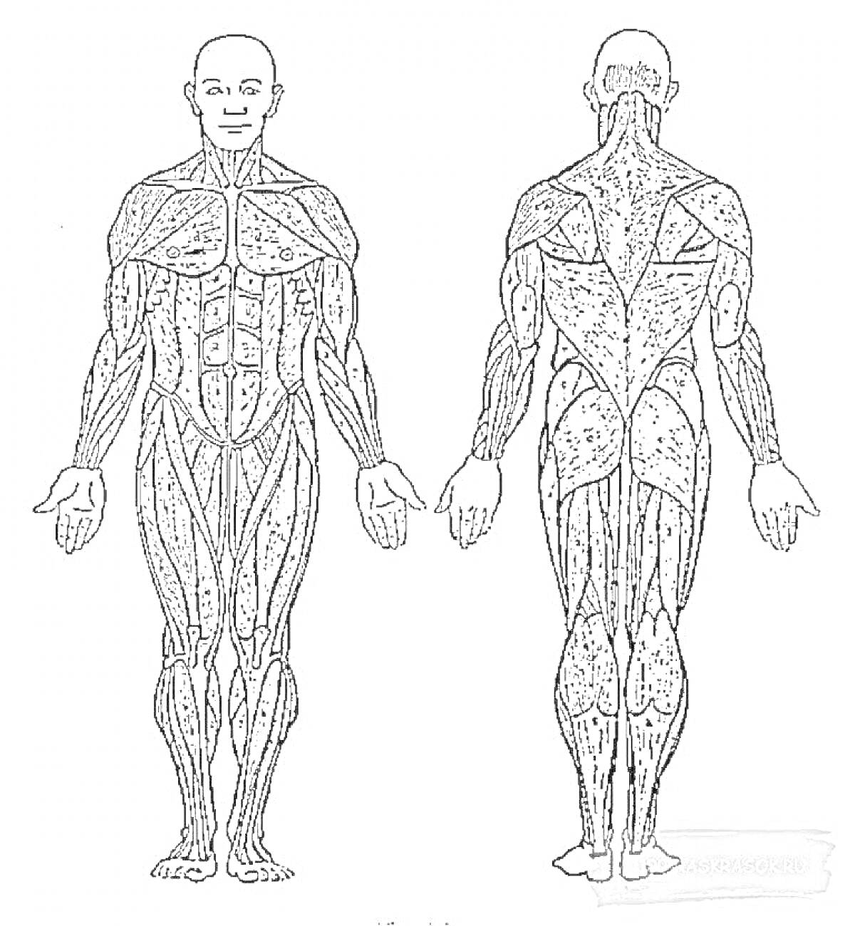 Раскраска Изображение мышечной системы человека - вид спереди и сзади