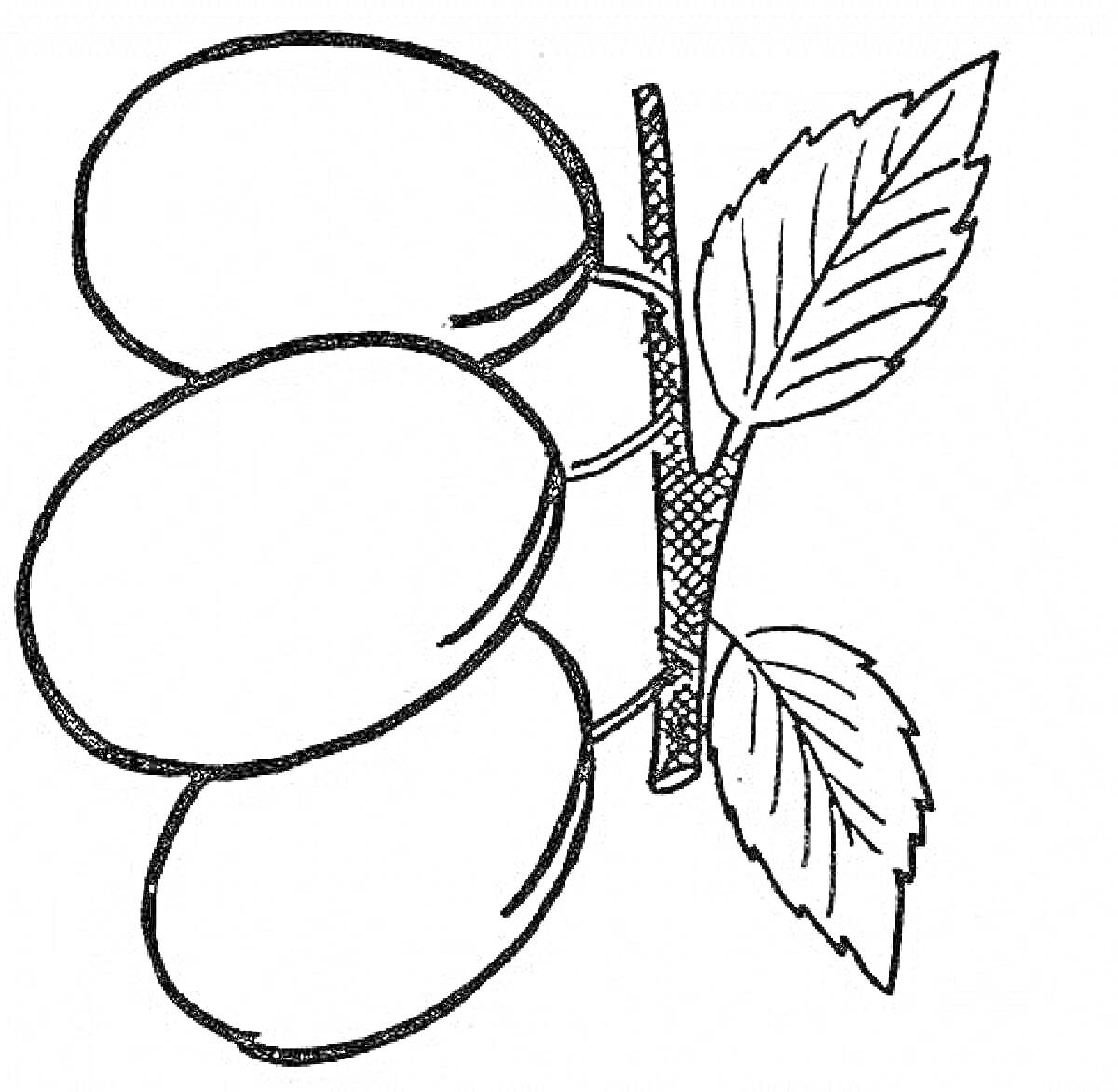 Раскраска Слива на ветке с тремя плодами и двумя листьями