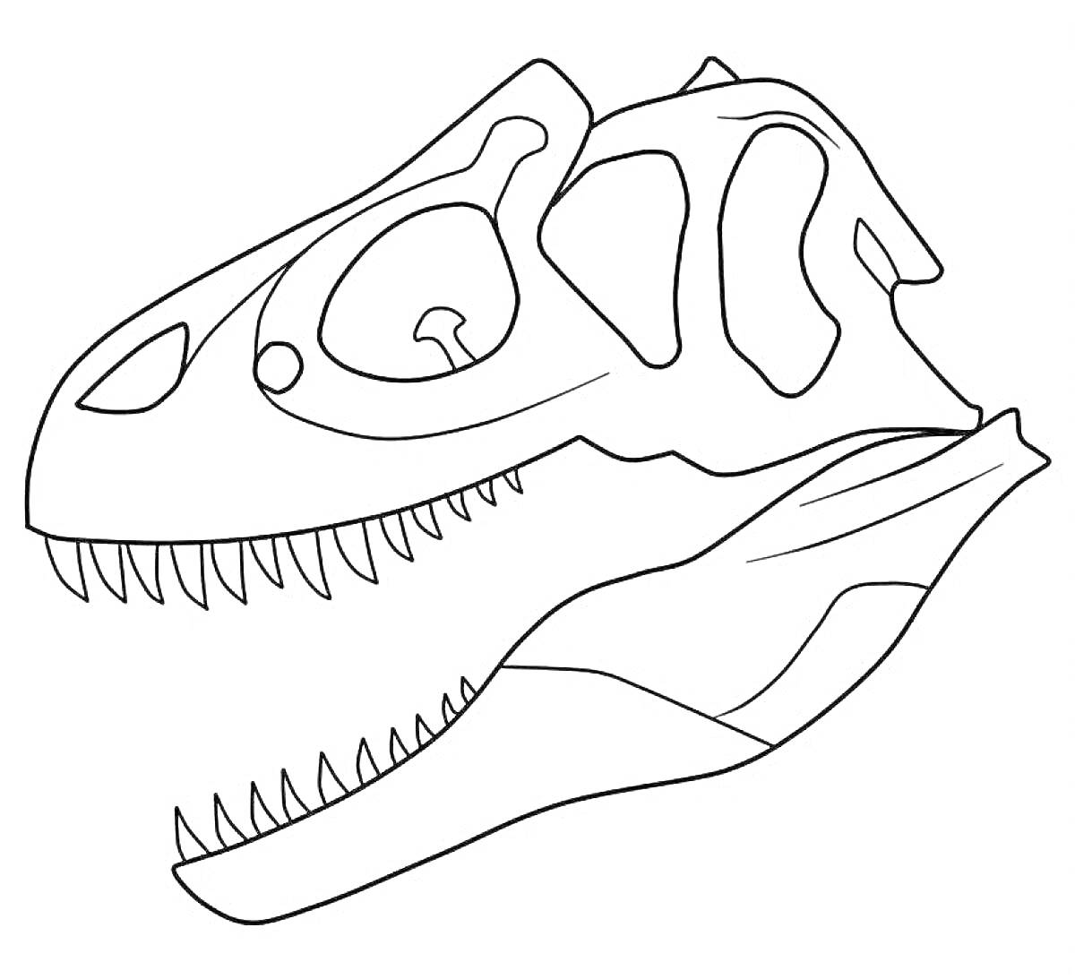 На раскраске изображено: Аллозавр, Динозавр, Череп, Палеонтология, Зубы