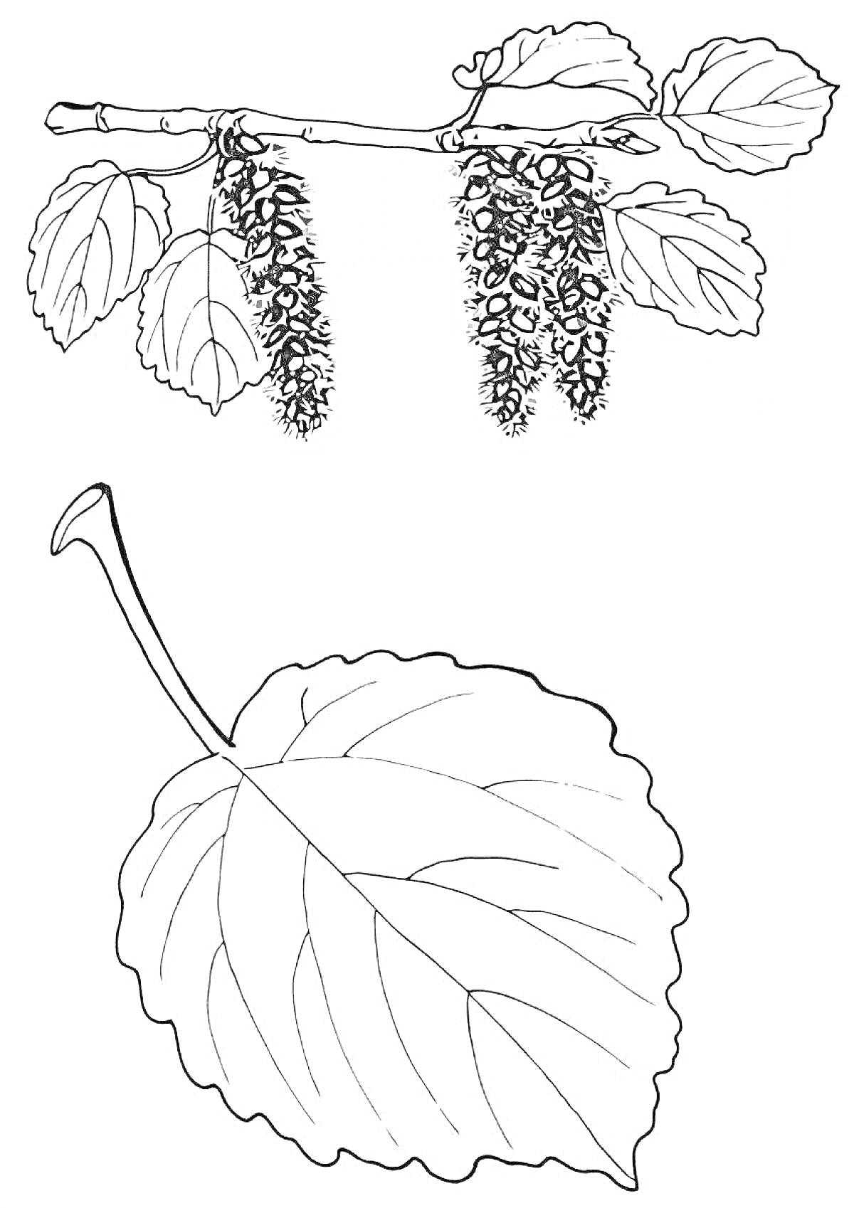 Раскраска Веточка с сережками и листья осины, отдельно лист осины крупным планом
