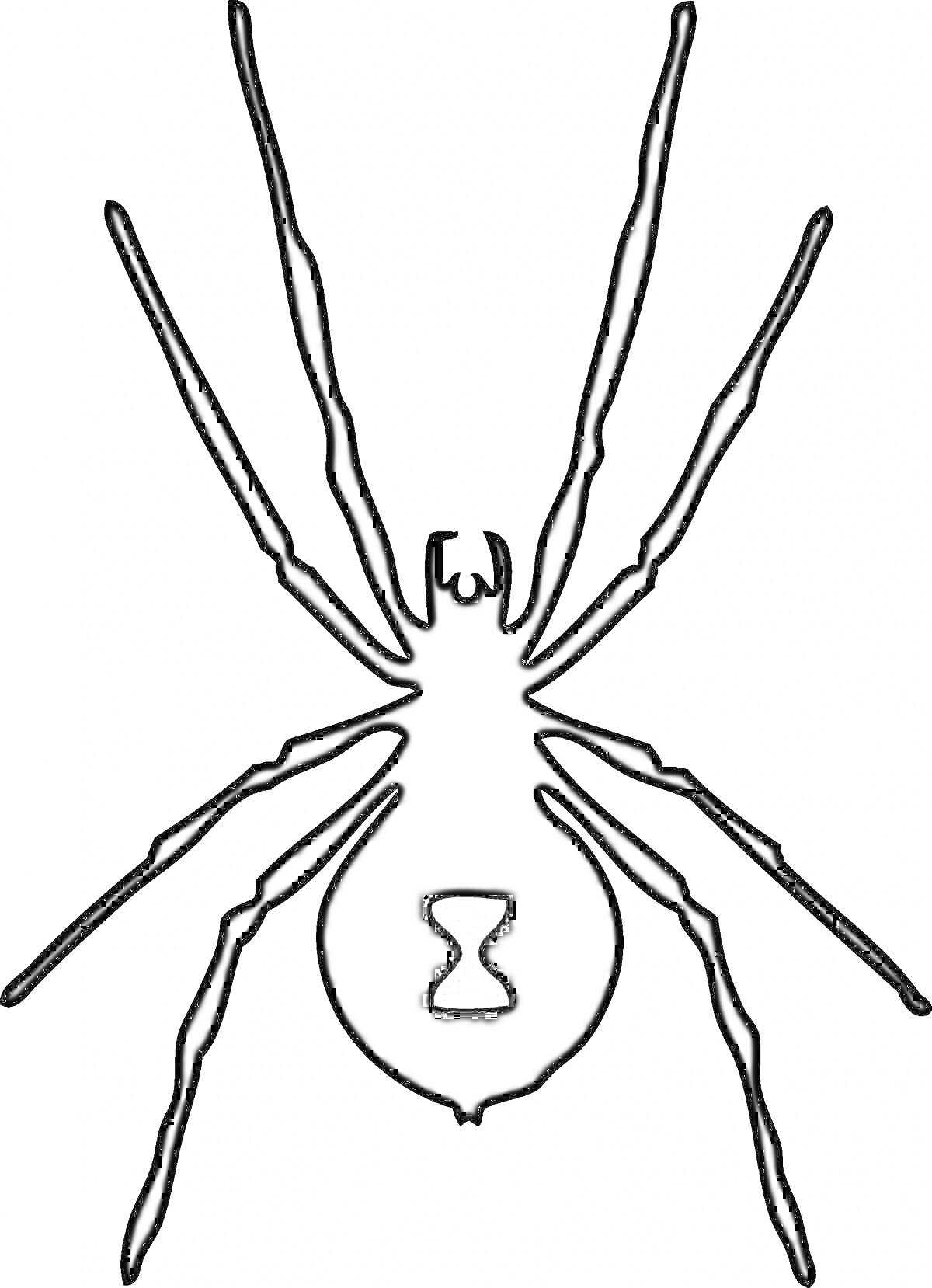 Раскраска Черная вдова паук с песочными часами на брюшке