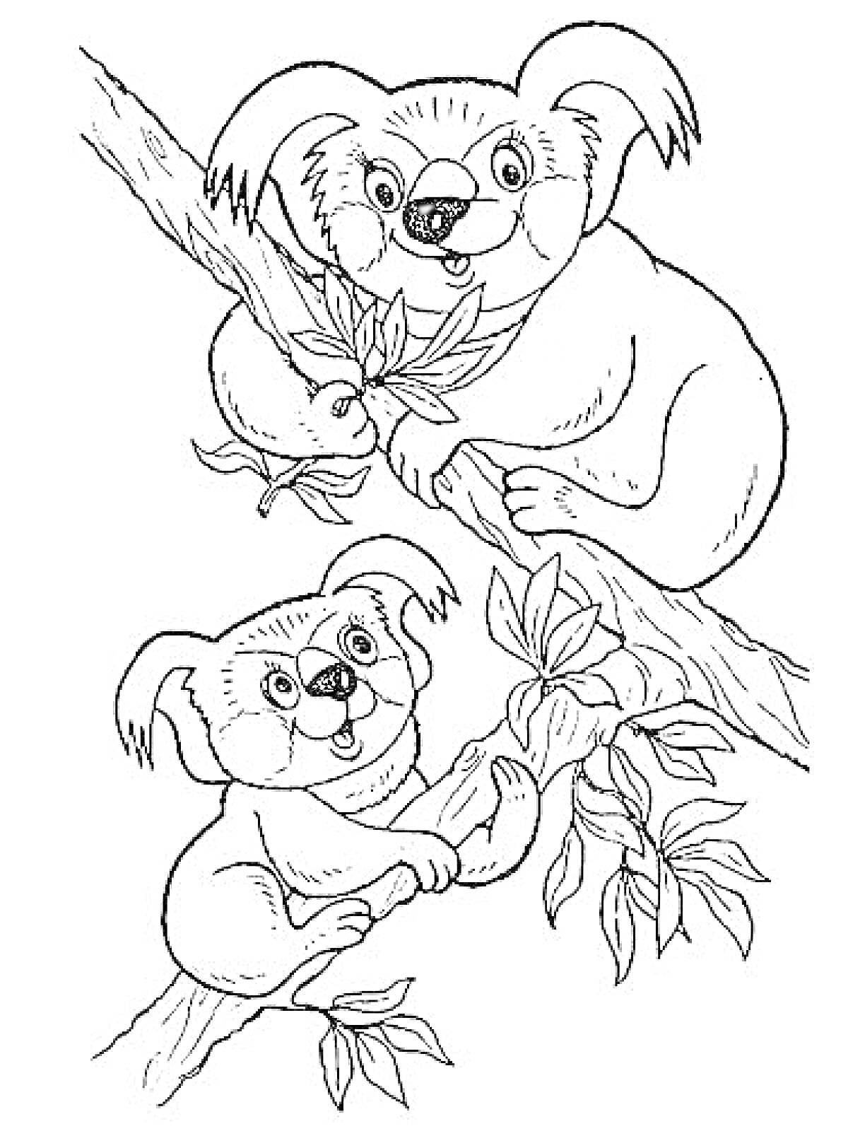 Раскраска Две коалы на дереве с листьями