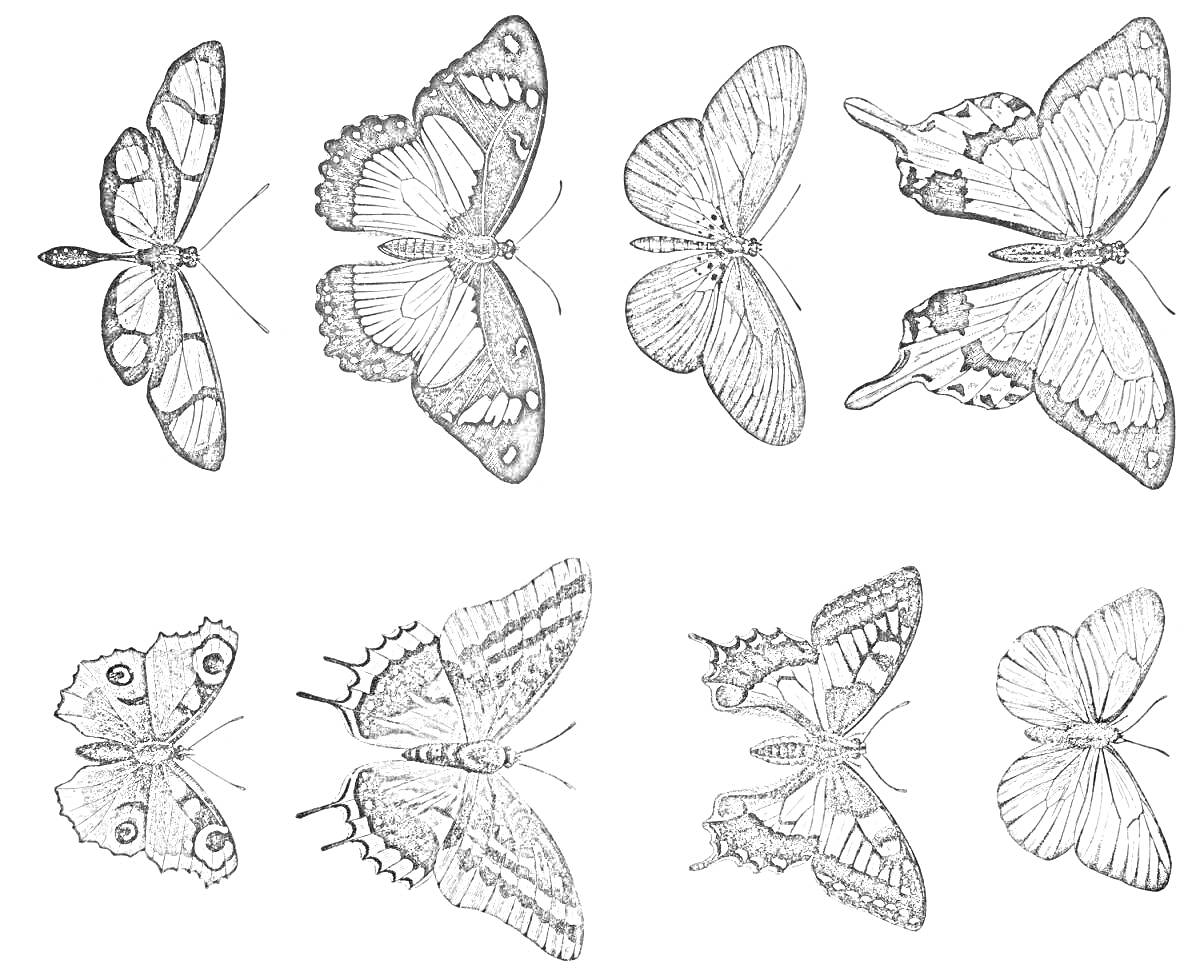 Раскраска Восемь бабочек с различными узорами на крыльях, чёткие линии и контрасты в раскраске
