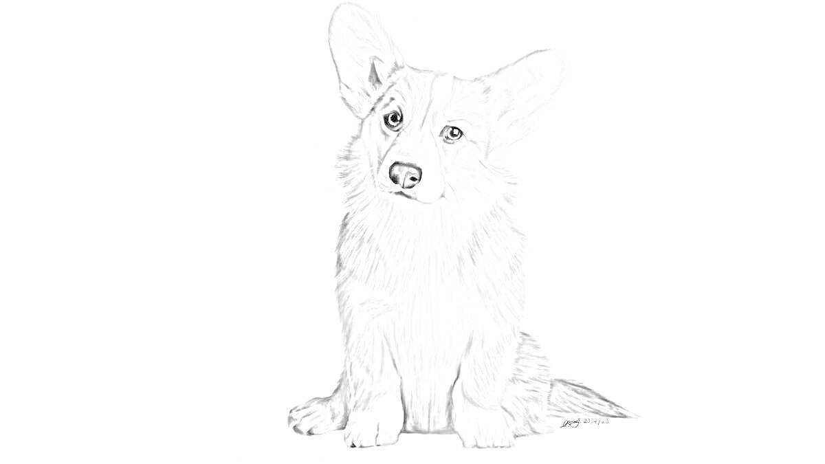 На раскраске изображено: Корги, Собака, Наклонённая голова, Пушистый мех, Контурные рисунки