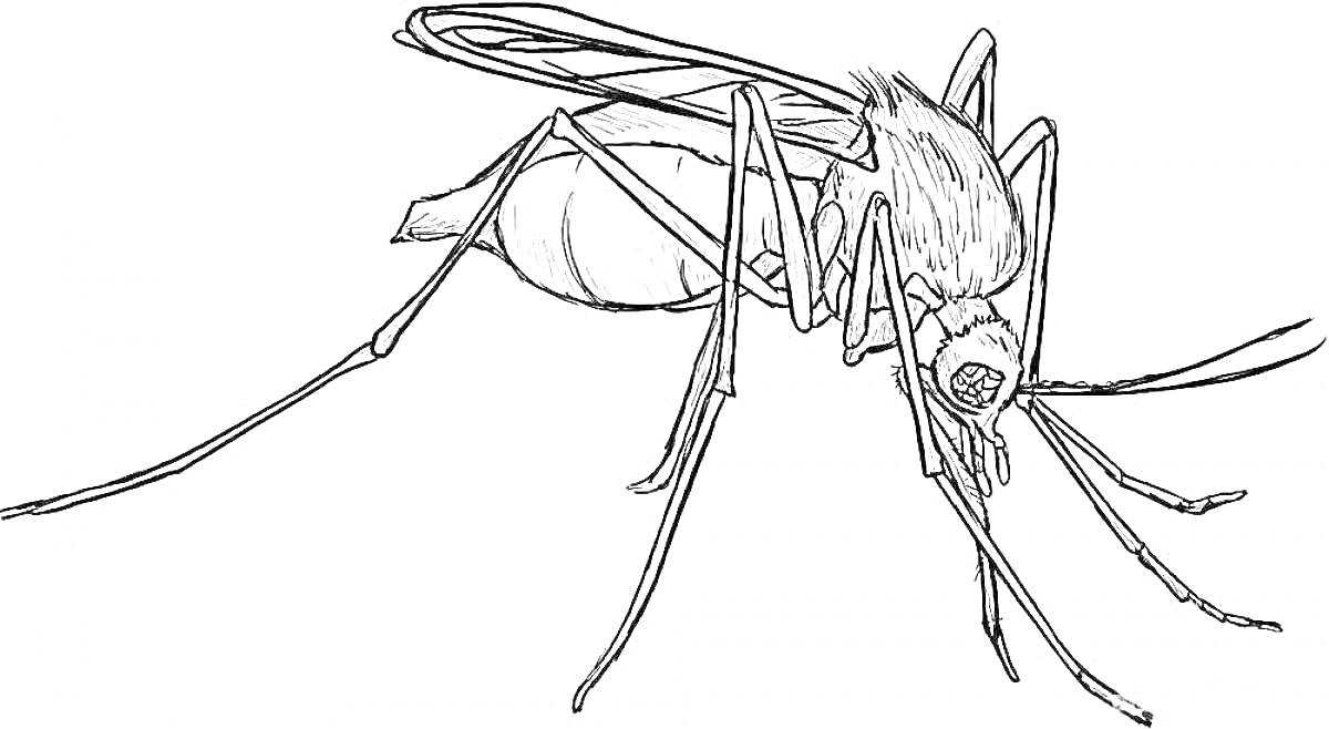 Раскраска Комар с четырьмя крыльями, шестью ногами и длинным хоботком