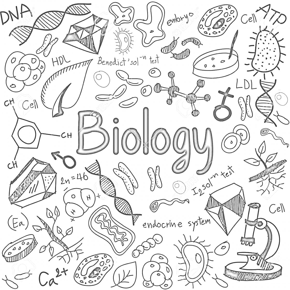 На раскраске изображено: Биология, ДНК, Микроскоп, Бактерии, Молекулы, Растения, Электрокардиограмма, Мышь