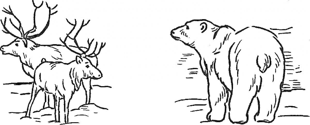 Раскраска два северных оленя и белый медведь на фоне снега