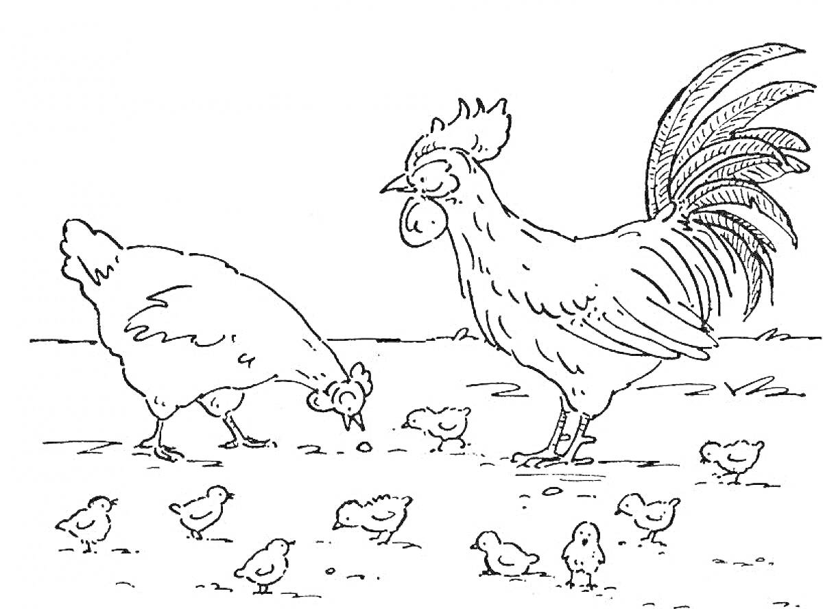 На раскраске изображено: Петух, Цыплята, Семейство, Ферма, Земля, Природа, Птица, Животные, Курицы
