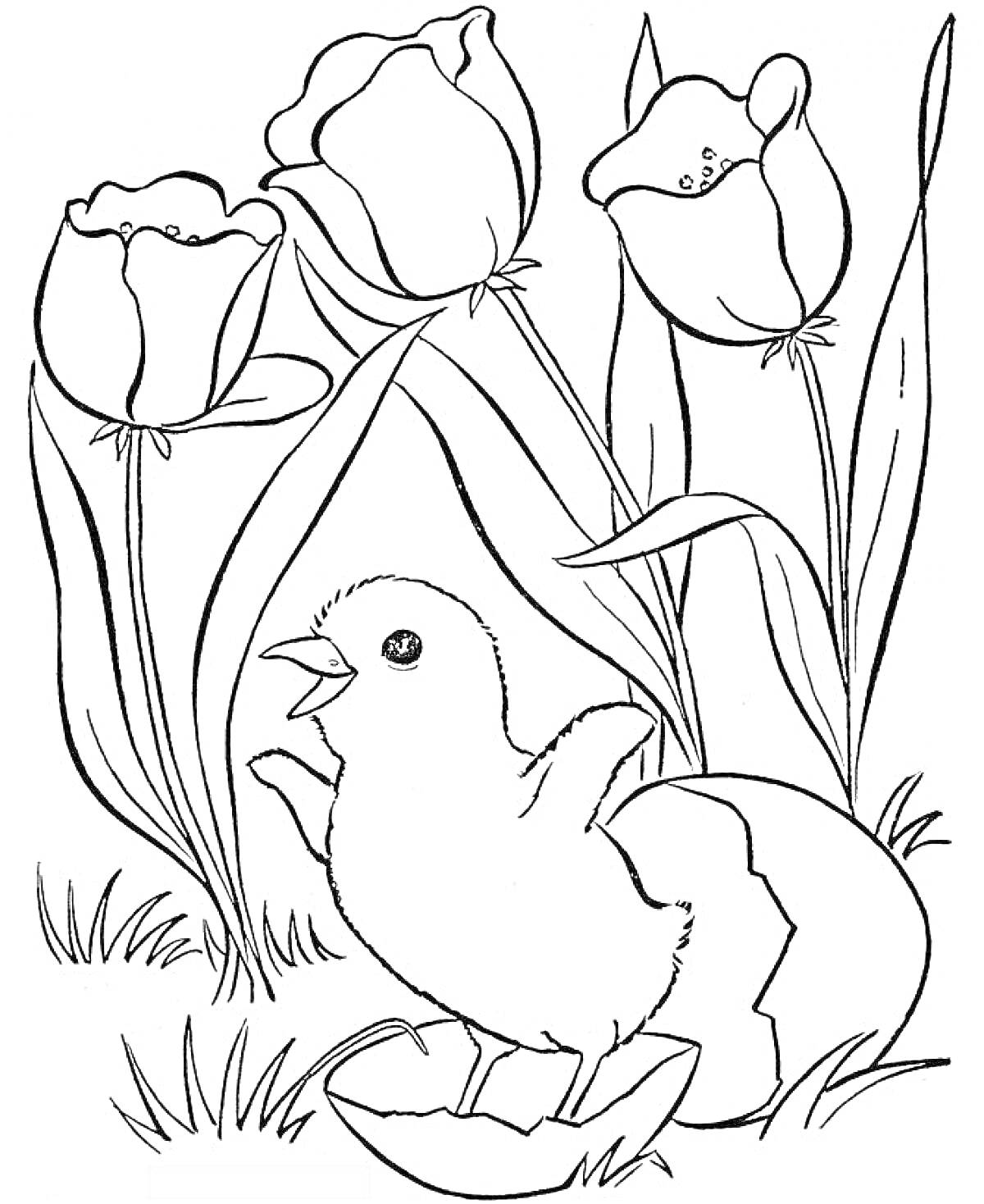 Раскраска Цыплёнок среди цветов тюльпанов и травы, вылупившийся из яйца