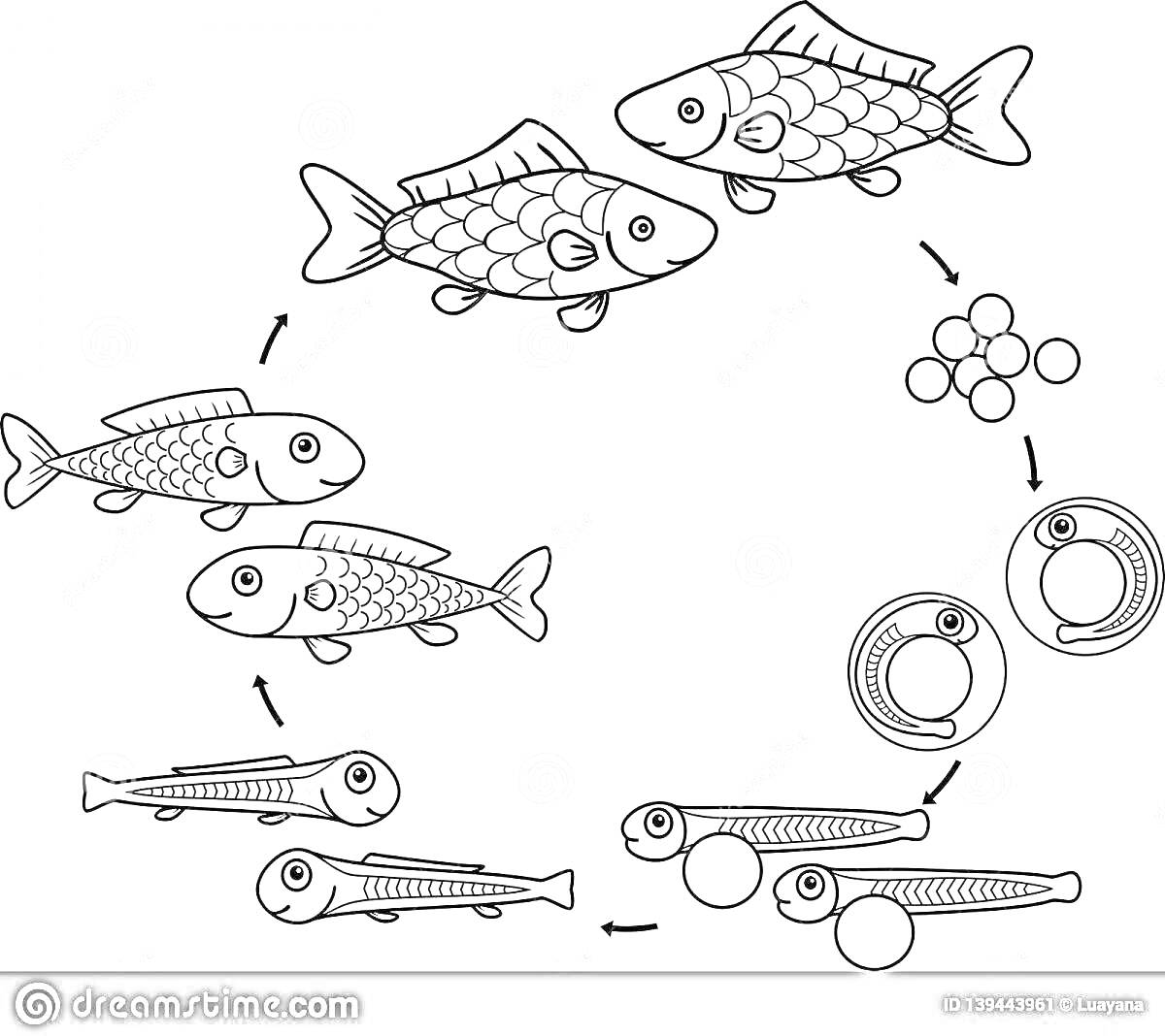 Раскраска Этапы развития рыбы от икры до взрослой особи (икринки, зародыш, личинка, мальки, взрослые рыбы)