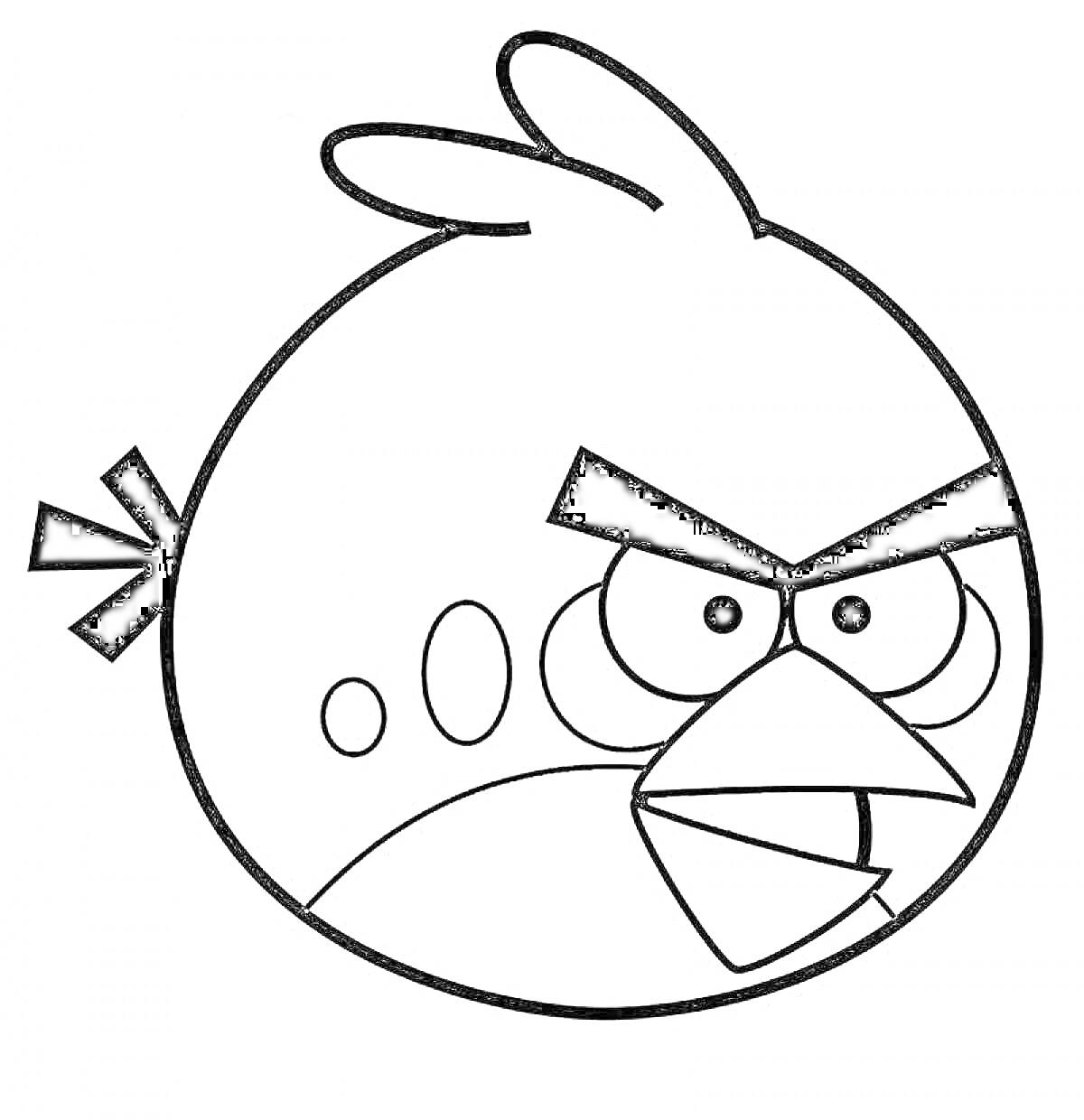 На раскраске изображено: Голова, Птица