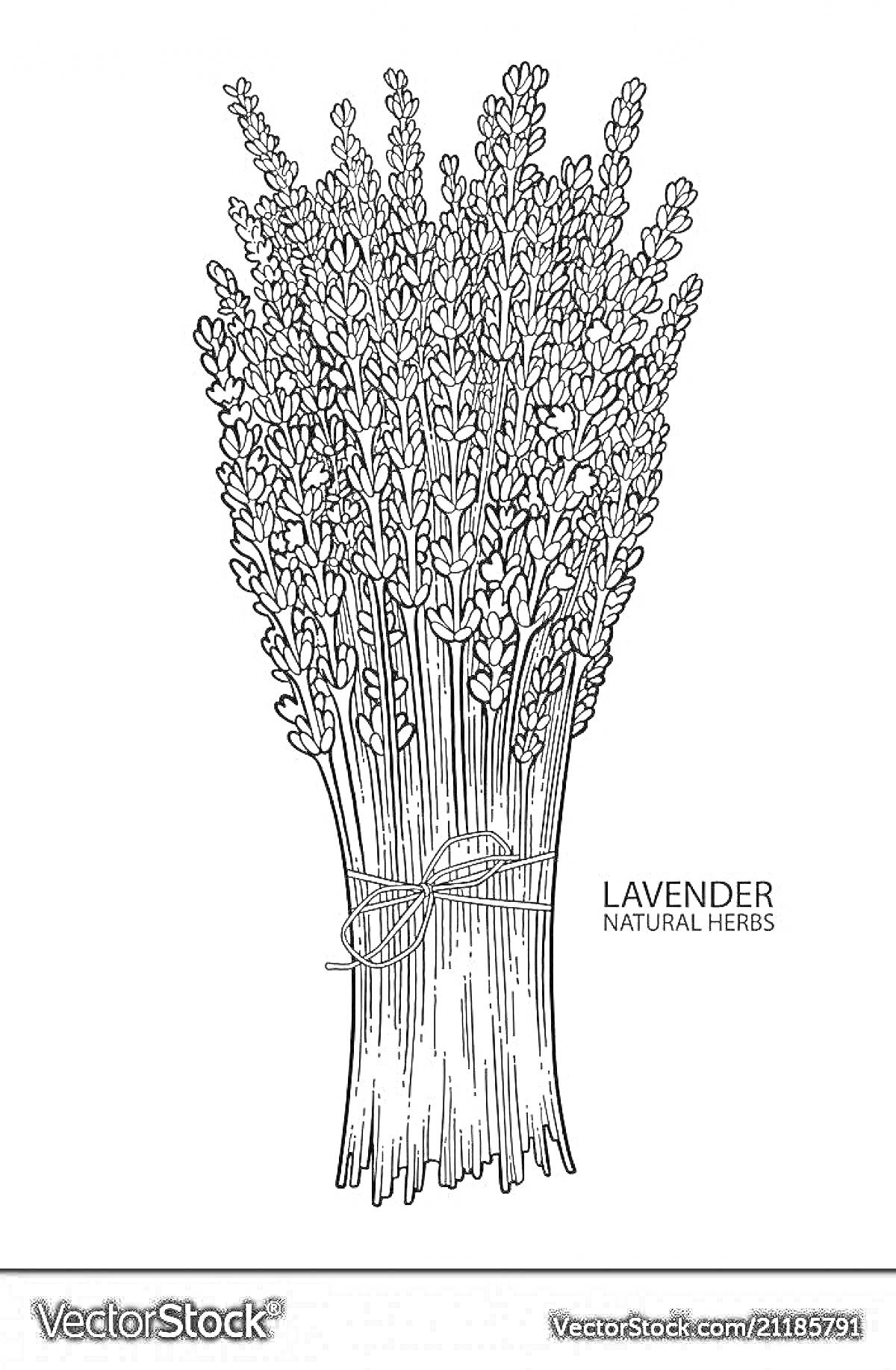 На раскраске изображено: Лаванда, Природа, Веревка, Надпись, Флора