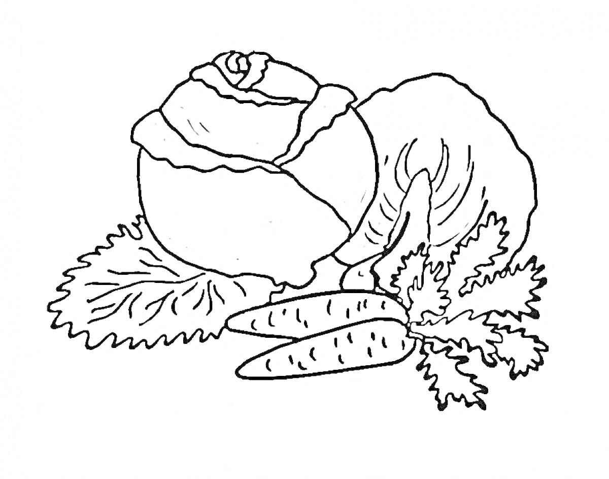 На раскраске изображено: Капуста, Морковь, Листья, Овощи, Контурные рисунки