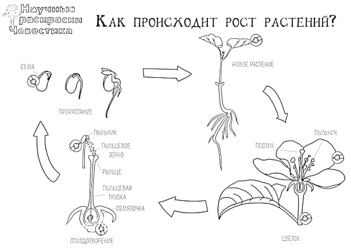 На раскраске изображено: Растения, Рост, Листья, Ботаника