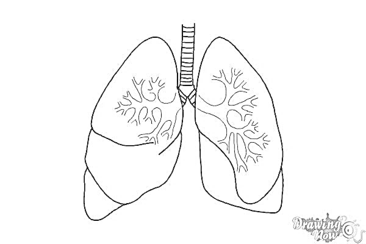Раскраска Раскраска человеческие легкие с трахеей и бронхами