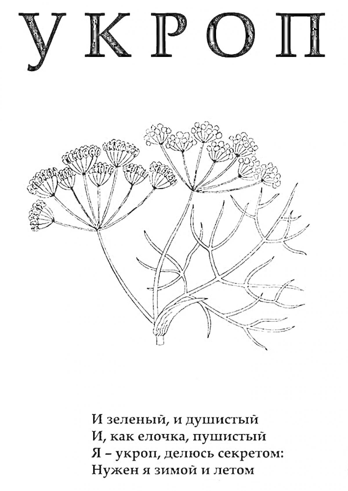 Раскраска укроп с цветками и стихотворением